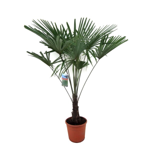 winterharte Chinesische Hanfpalme (Trachycarpus fortunei), im 30cm Topf, ca. 130cm hoch