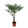 winterharte Chinesische Hanfpalme (Trachycarpus fortunei), im 30cm Topf, ca. 130cm hoch