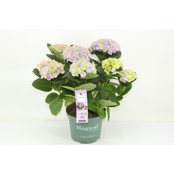 Hortensie, (Hydrangea), Sorte: Magical Amethyst, im 23cm Topf, ca. 50cm hoch