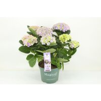 Hortensie, (Hydrangea), Sorte: Magical Amethyst, im 23cm...