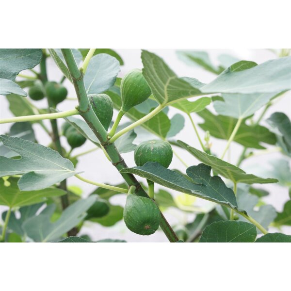Feigenbaum, (Ficus carica), im 12cm Topf