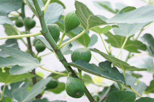 Feigenbaum, (Ficus carica), im 12cm Topf