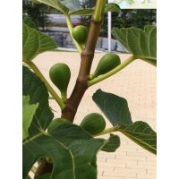 Feigenbaum, (Ficus carica), im 12cm Topf