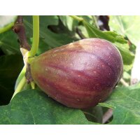 Feigenbaum, (Ficus carica), im 12cm Topf