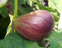 Feigenbaum, (Ficus carica), im 12cm Topf