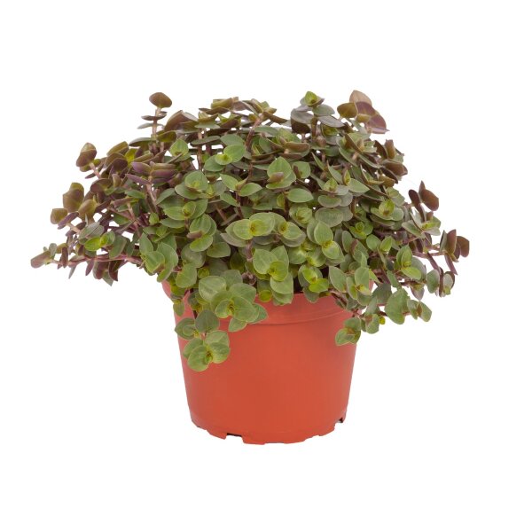 Callisa (Schönpolster) Futterpflanze für Nager, Vögel, Schildkröten und Reptilien