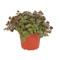 Callisa (Schönpolster) Futterpflanze für Nager,...