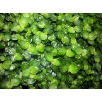 Callisa (Schönpolster) Futterpflanze für Nager,...