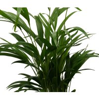 Goldfruchtpalme, (Areca chrysalidocarpus), ca. 60cm hoch, im 17cm Topf