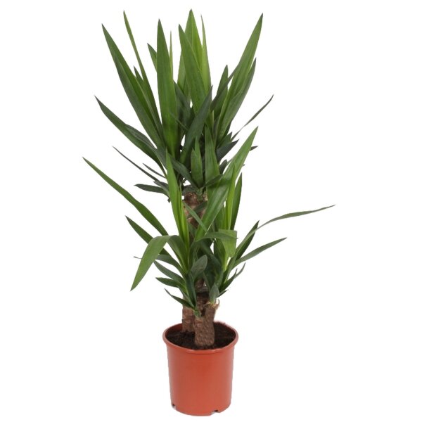 Yucca-Palme, (Yucca elephantipes), 2 Stämme, ca. 85 cm hoch, im 17cm Topf