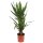 Yucca-Palme, (Yucca elephantipes), 2 Stämme, ca. 85 cm hoch, im 17cm Topf