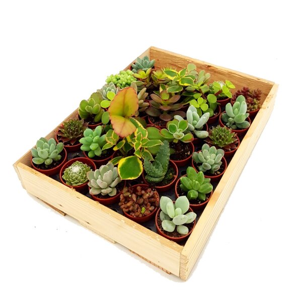 Mini-Sukkulenten im 3,5cm Topf - incl. Holzkiste, 30 Pflanzen