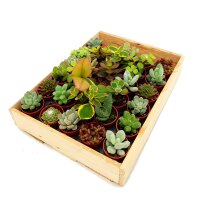 Mini-Sukkulenten im 3,5cm Topf - incl. Holzkiste, 30...