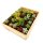 Mini-Sukkulenten im 3,5cm Topf - incl. Holzkiste, 30 Pflanzen