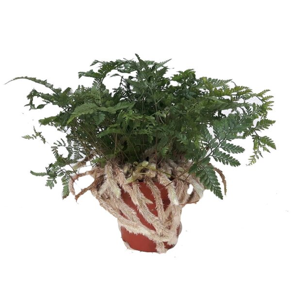 Tarantel-Farn, (Humata tyermannii), im 12cm Topf