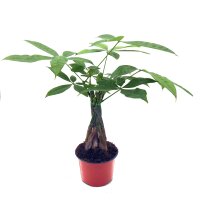 Glückskastanie (Pachira aquatica), ca. 45cm hoch, im...