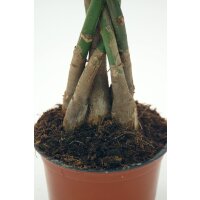 Glückskastanie (Pachira aquatica), ca. 45cm hoch, im...