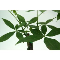 Gl&uuml;ckskastanie (Pachira aquatica), ca. 45cm hoch, im 12cm Topf