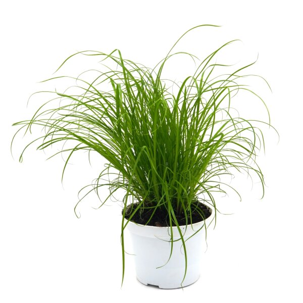 Katzengras (Cyperus Zumula), im 12cm Topf, ca. 25cm hoch