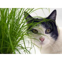 Katzengras (Cyperus Zumula), im 12cm Topf, ca. 25cm hoch