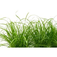 Katzengras (Cyperus Zumula), im 12cm Topf, ca. 25cm hoch