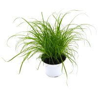 Katzengras (Cyperus Zumula), im 12cm Topf, ca. 25cm hoch