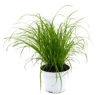 Katzengras (Cyperus Zumula), im 12cm Topf, ca. 25cm hoch