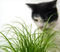 Katzengras (Cyperus Zumula), im 12cm Topf, ca. 25cm hoch