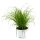 Katzengras (Cyperus Zumula), im 12cm Topf, ca. 25cm hoch