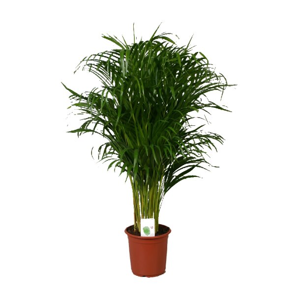 Goldfruchtpalme, (Areca chrysalidocarpus), ca. 110cm hoch, im 21cm Topf
