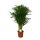 Goldfruchtpalme, (Areca chrysalidocarpus), ca. 110cm hoch, im 21cm Topf