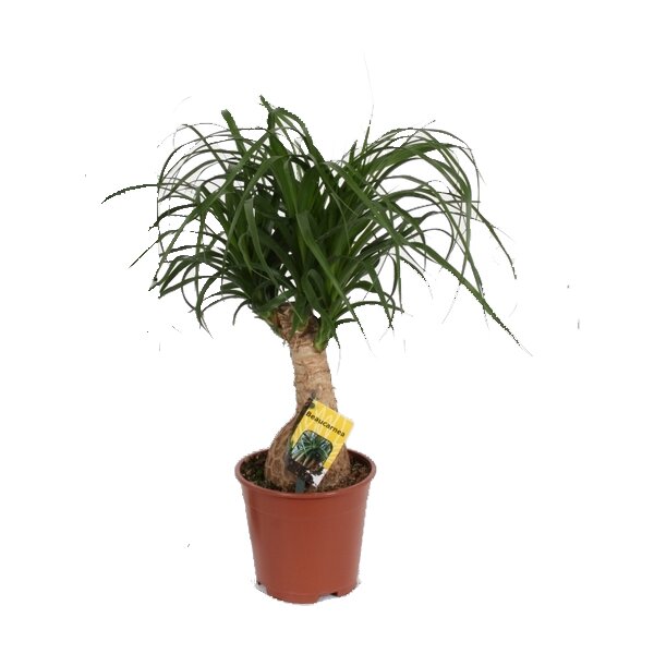 Elefantenfuß, (Beaucarnea recurvata), ca. 40cm hoch im ca. 12cm Topf