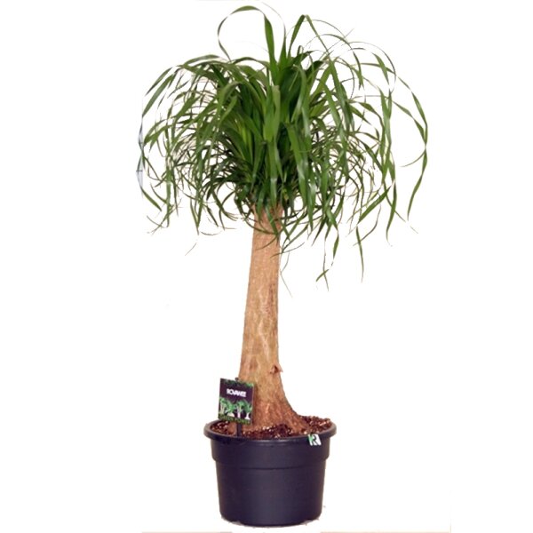 Elefantenfuß, (Beaucarnea recurvata), ca. 65 bis 75cm hoch im ca. 23cm Topf