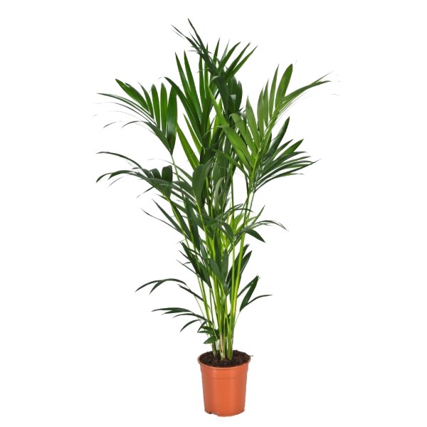 Kentia Palme, (Kentia forsteriana), ca. 150cm hoch, im ca. 24cm Topf