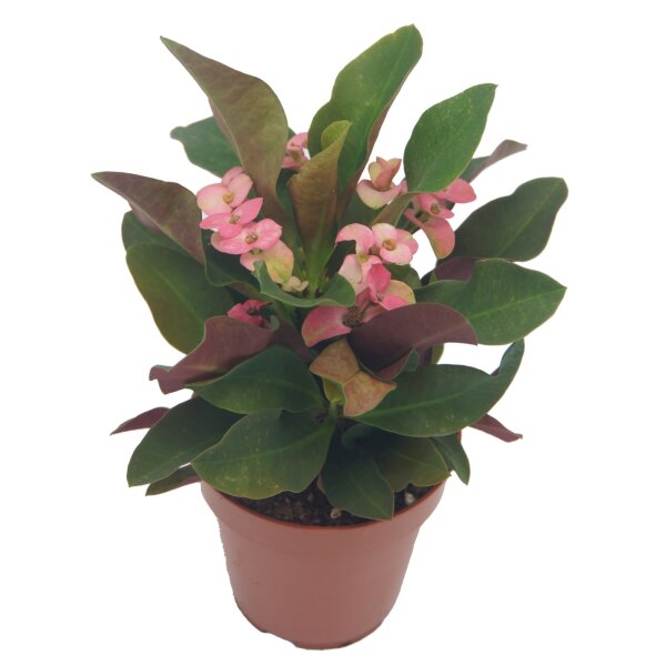 Christusdorn, (Euphorbia milii), Sorte: Grande, im 12cm Topf
