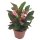 Christusdorn, (Euphorbia milii), Sorte: Grande, im 12cm Topf