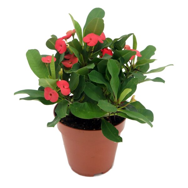 Christusdorn, (Euphorbia milii), Sorte: Vulcanus, im 12cm Topf