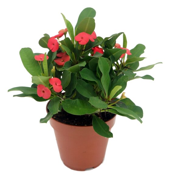 Christusdorn, (Euphorbia milii), Sorte: Vulcanus, im 12cm Topf