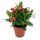 Christusdorn, (Euphorbia milii), Sorte: Vulcanus, im 12cm Topf