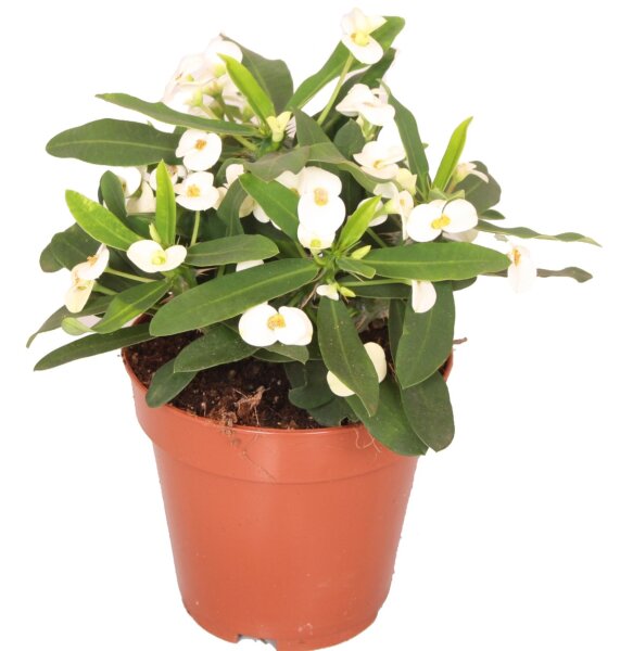 Christusdorn, (Euphorbia milii), Sorte: Snow White, im 12cm Topf