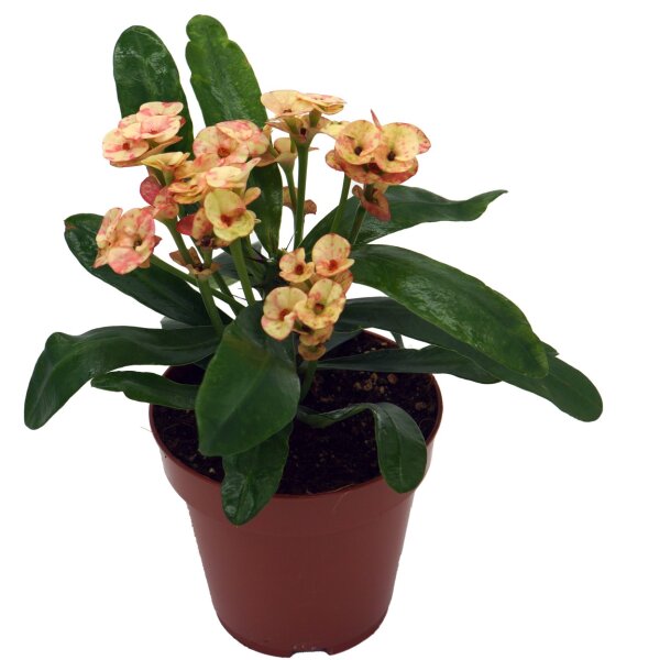 Christusdorn, (Euphorbia milii), Sorte: Zefyr, im 12cm Topf