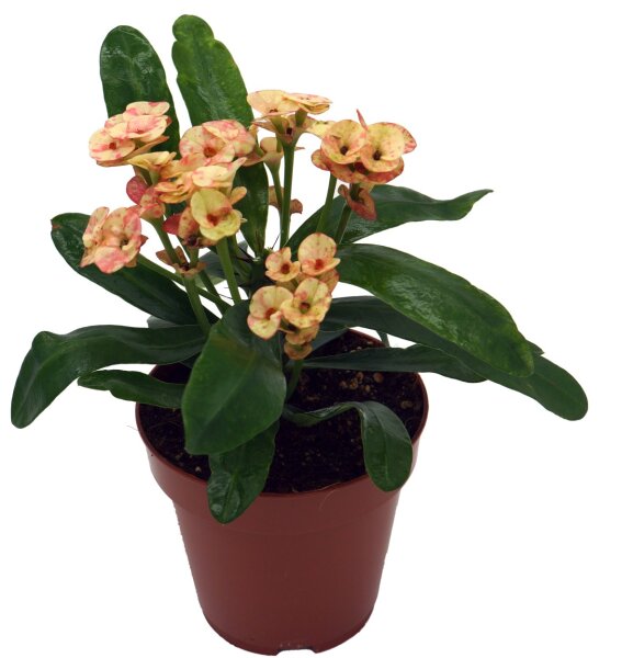 Christusdorn, (Euphorbia milii), Sorte: Zefyr, im 12cm Topf