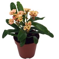 Christusdorn, (Euphorbia milii), Sorte: Zefyr, im 12cm Topf