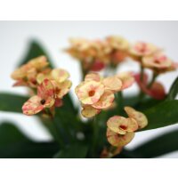 Christusdorn, (Euphorbia milii), Sorte: Zefyr, im 12cm Topf