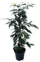 Birkenfeige, (Ficus benjaminii), Sorte: Danielle, im 21cm...