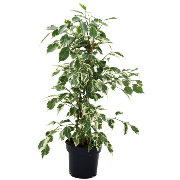 Birkenfeige, (Ficus benjaminii), Sorte: Twilight, im 21cm Topf, ca. 110cm hoch