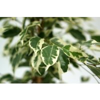 Birkenfeige, (Ficus benjaminii), Sorte: Twilight, im 21cm Topf, ca. 110cm hoch