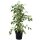 Birkenfeige, (Ficus benjaminii), Sorte: Twilight, im 21cm Topf, ca. 110cm hoch