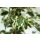 Birkenfeige, (Ficus benjaminii), Sorte: Twilight, im 21cm Topf, ca. 110cm hoch