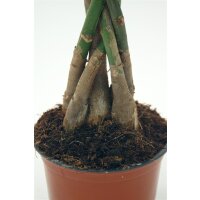 Gl&uuml;ckskastanie (Pachira aquatica), ca. 140cm hoch, im 24cm Topf